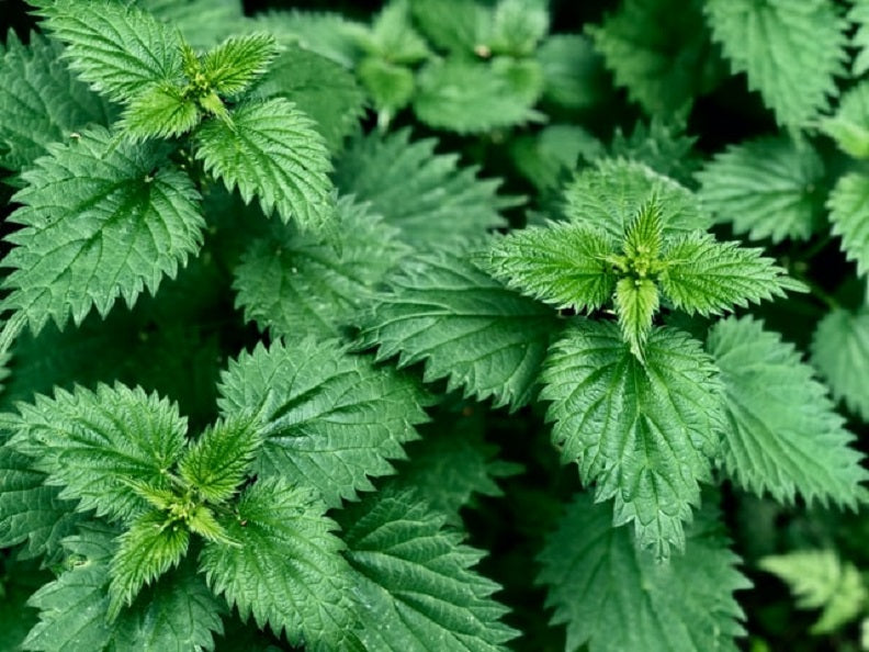 The Benefits of Stinging Nettle in Natural Skincare
